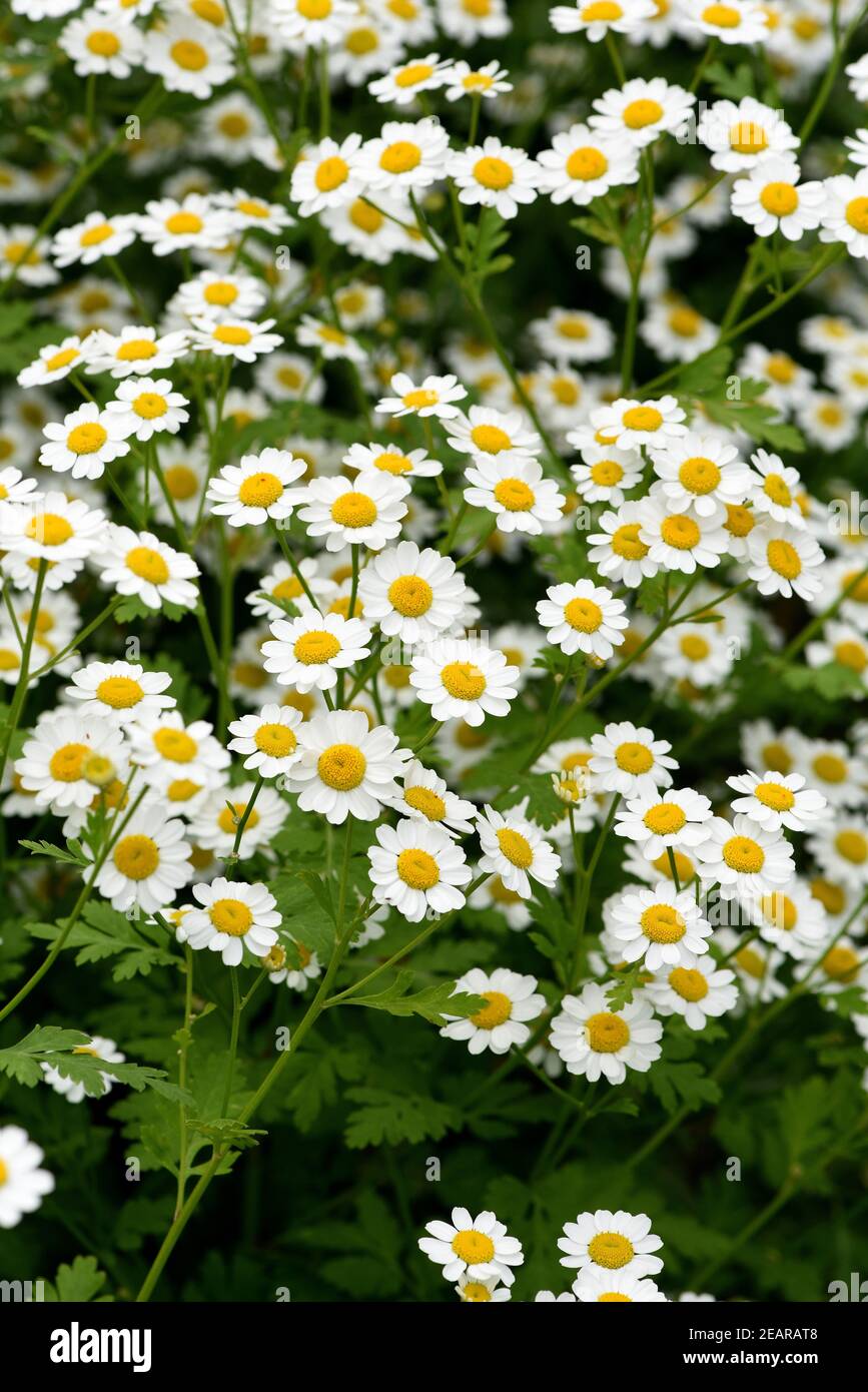 Mutterkraut, Tanacetum parthenium Stock Photo