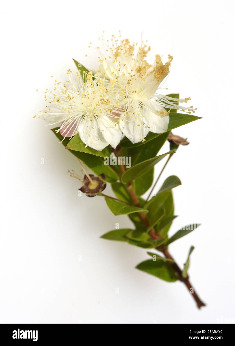 Myrte, Myrtus, communis, Balsam Stock Photo