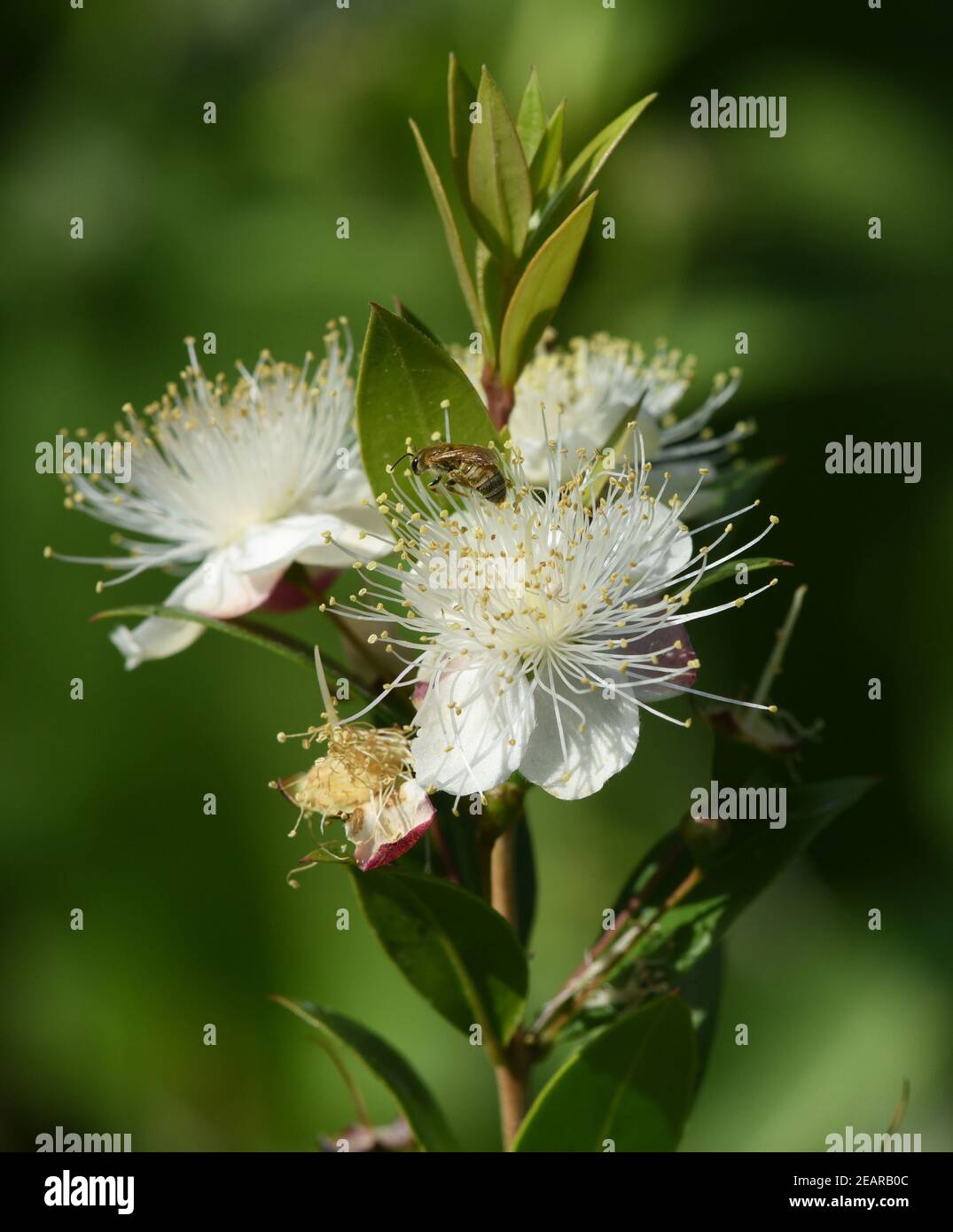 Myrte, Myrtus, communis, Balsam Stock Photo