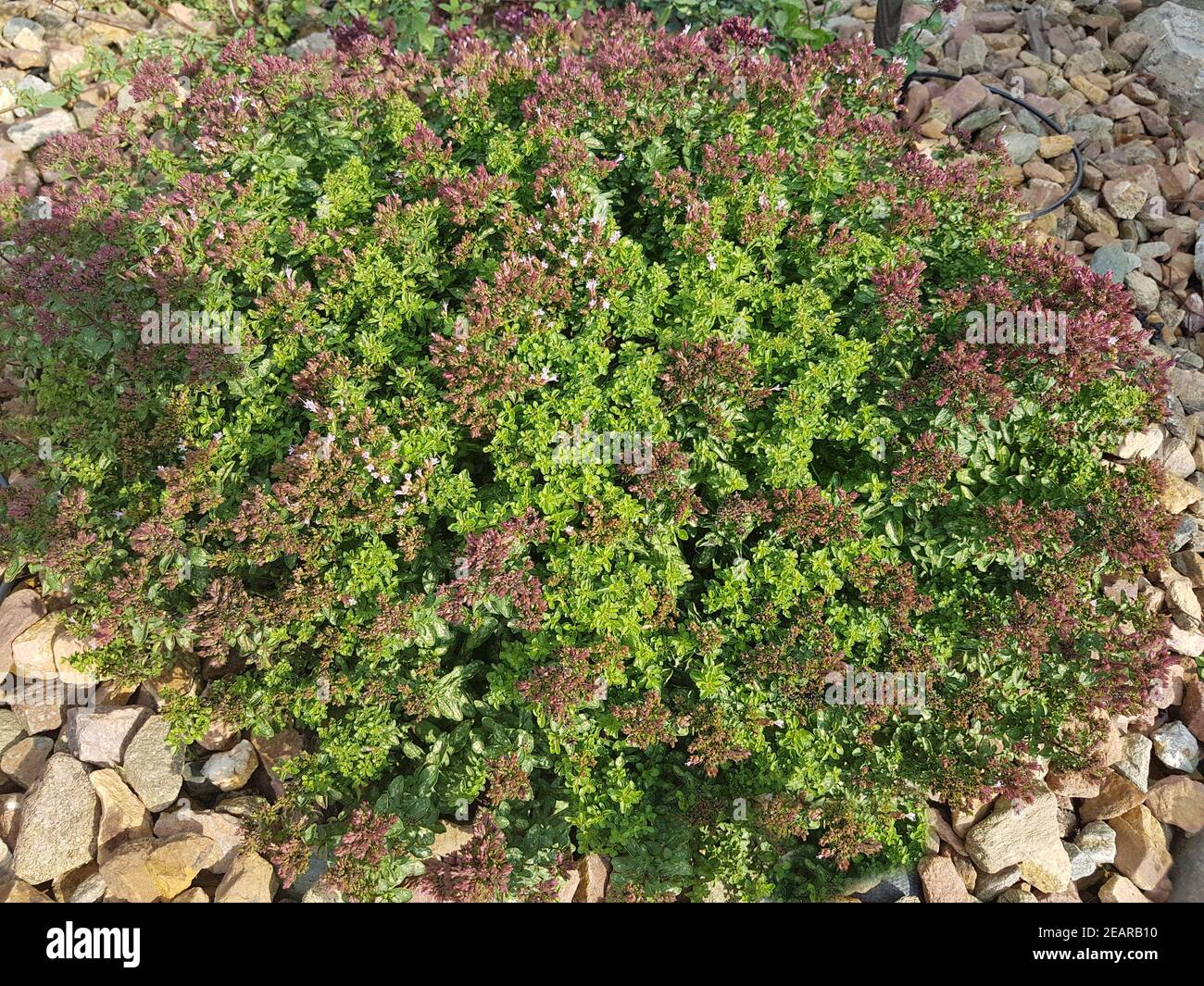 Griechischer Bergoregano, Kraeuter, Heilpflanze, Oregano Stock Photo