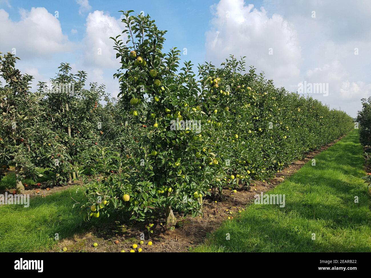 Apfelplantage, Altes Land Stock Photo - Alamy