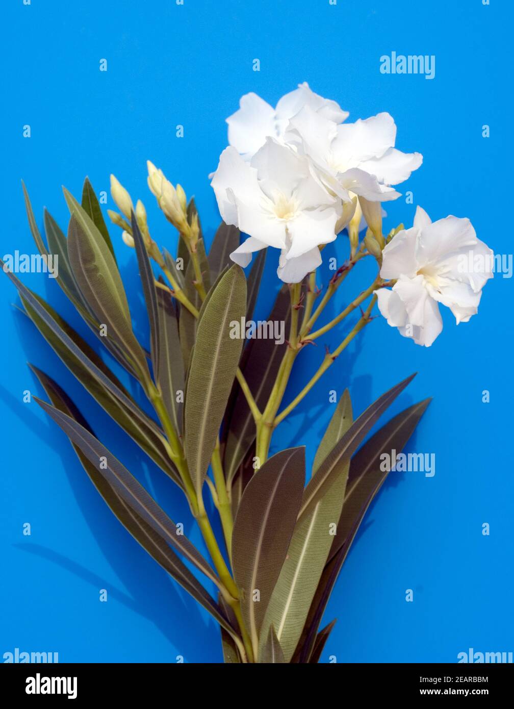 Oleander, Nerium, Alsace Stock Photo
