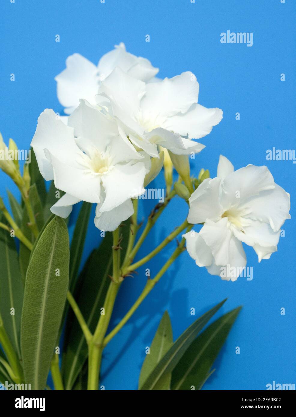 Oleander; Nerium Oleander; Alsace Stock Photo
