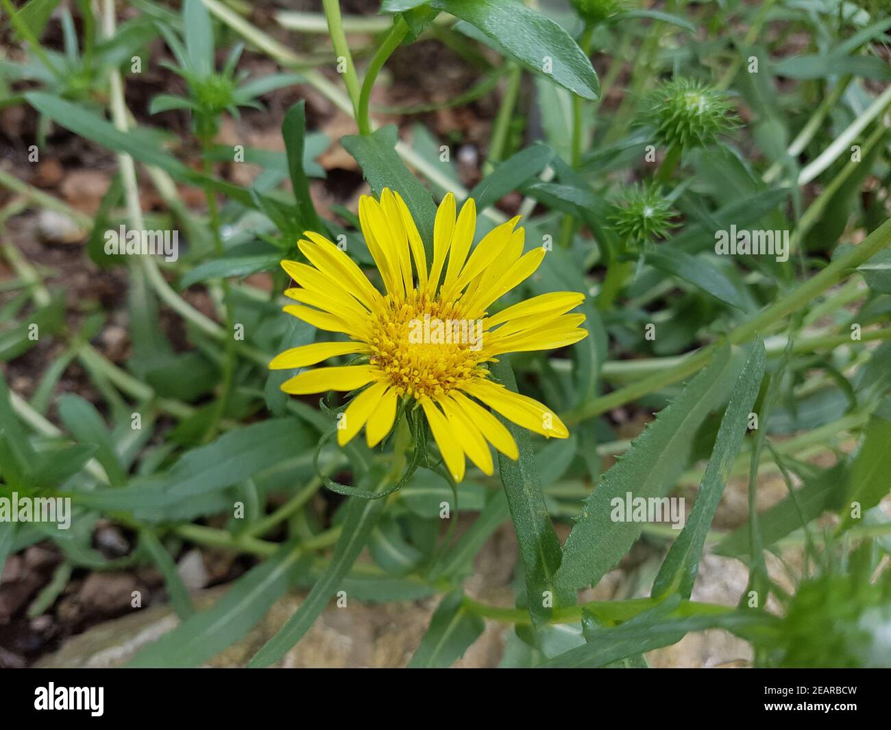 Grindelia, robusta, grindelie, Gummikraut, Grindelia, squarrosa, Grindelie Stock Photo