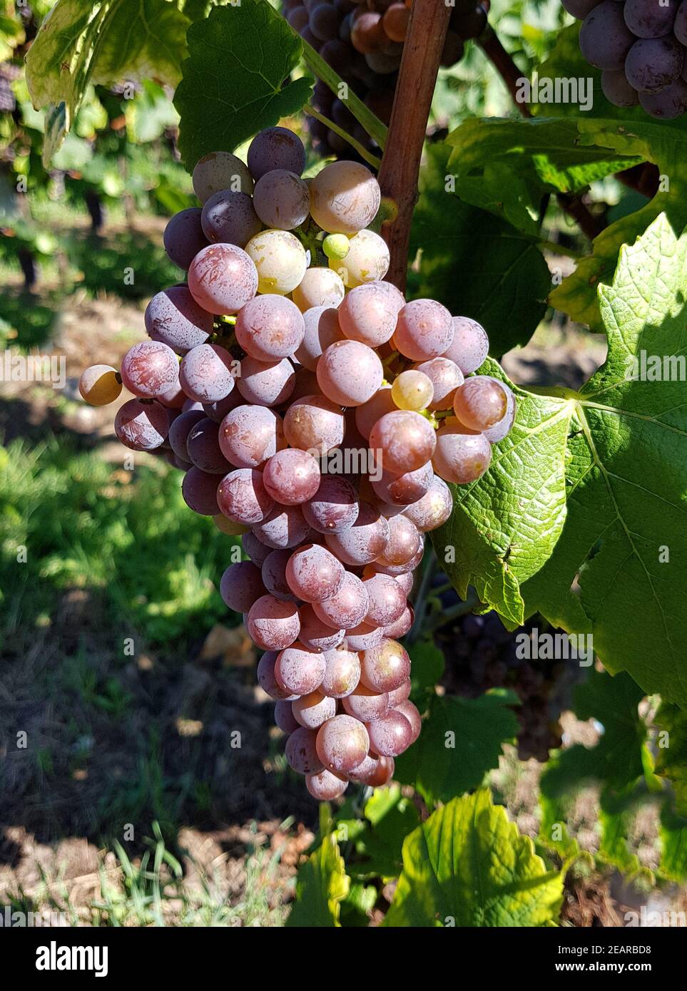 Grauburgunder grape hires stock photography and images Alamy