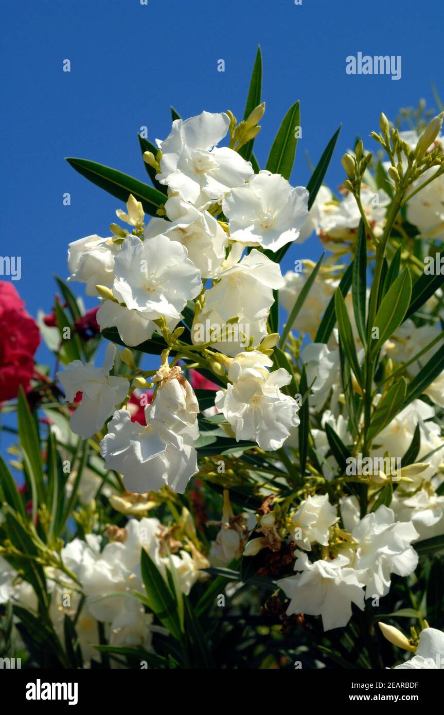 Oleander Nerium Oleander Stock Photo Alamy