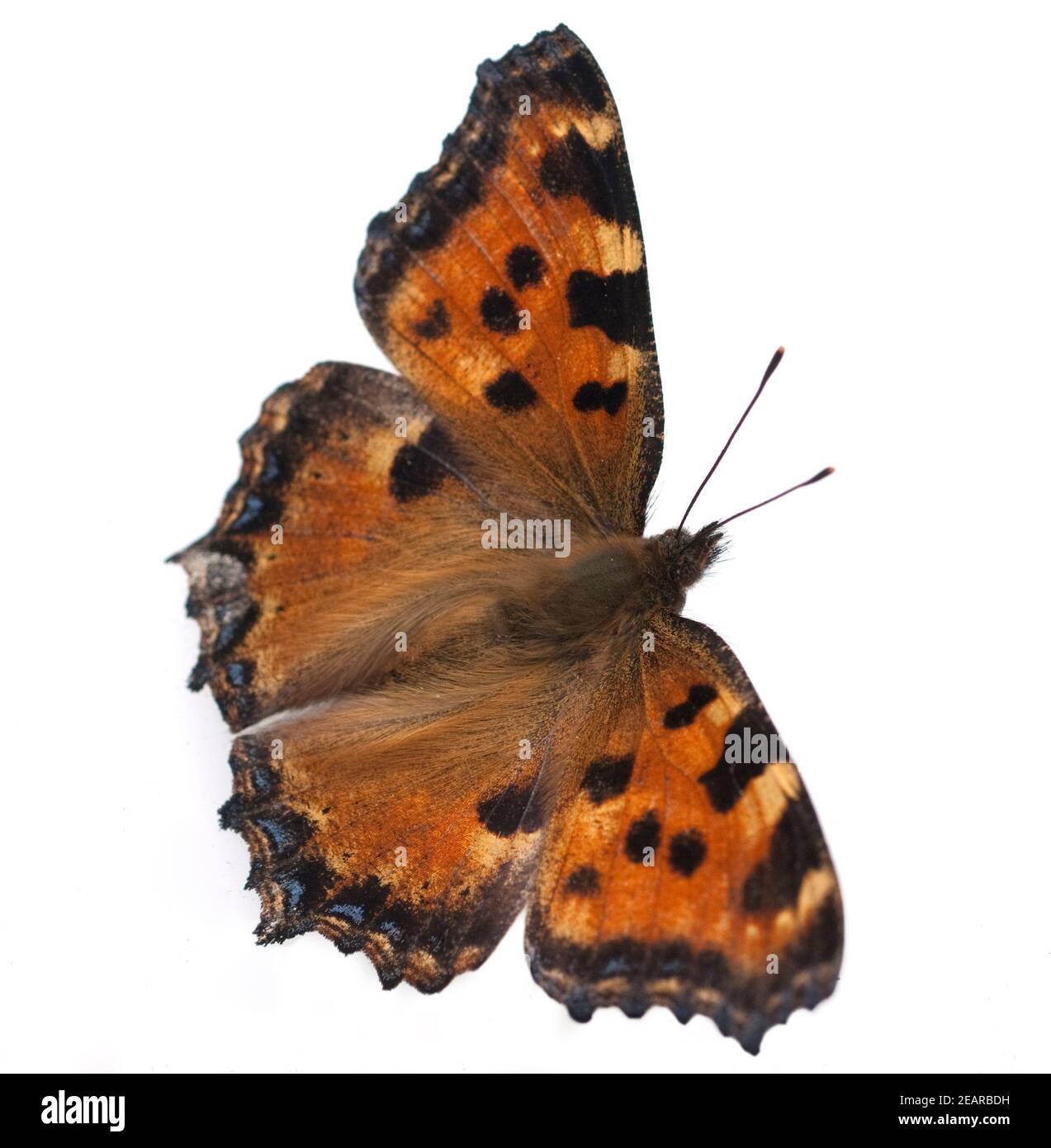 Grosser  Fuchs  Nymphalis polychloros, Schmetterling Stock Photo