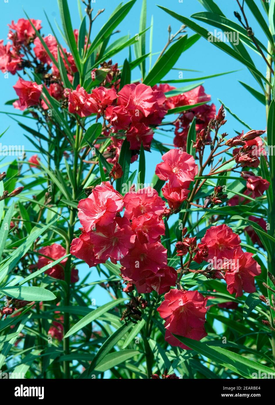 Oleander Nerium Oleander Stock Photo Alamy