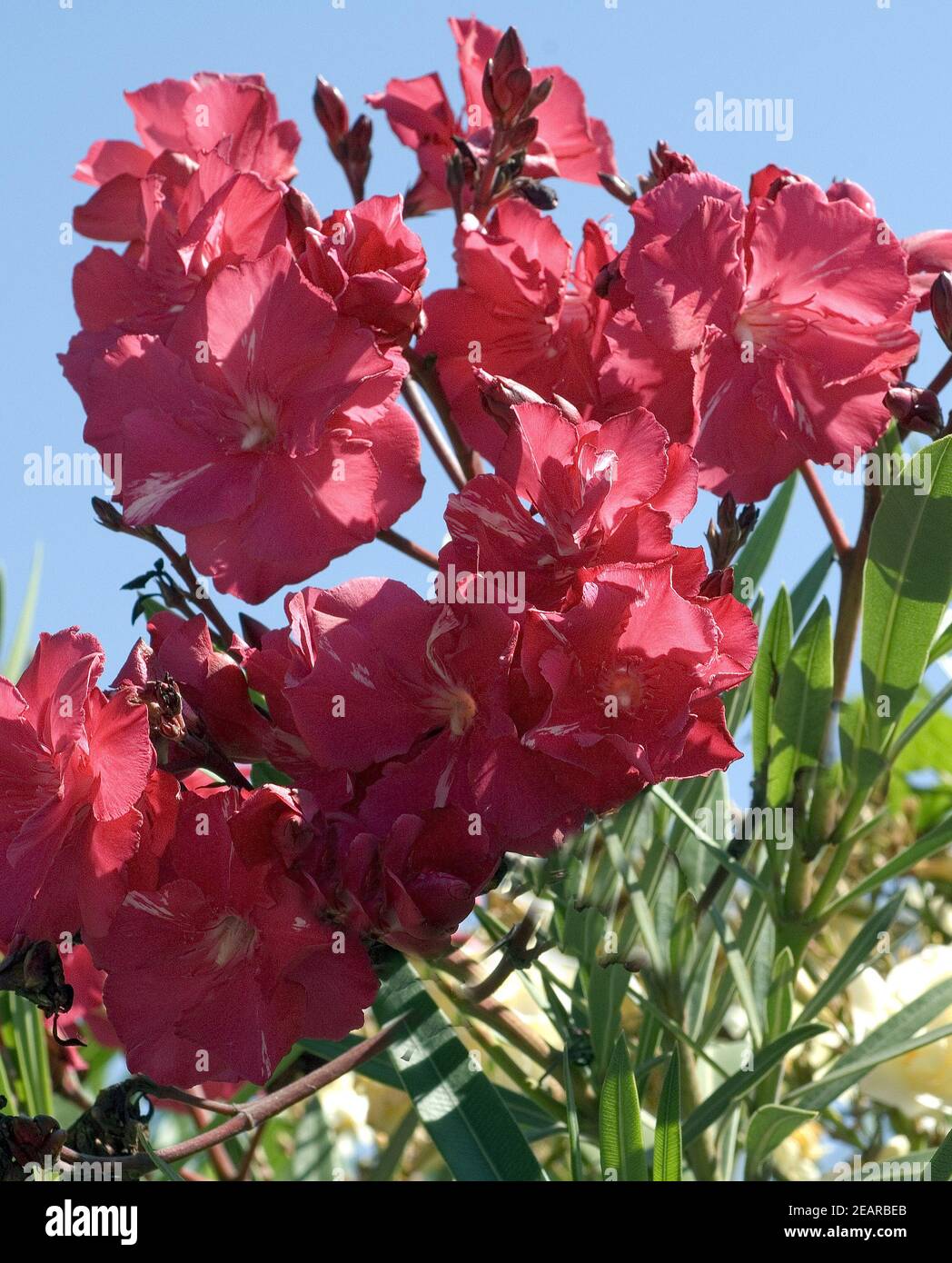 Oleander Roter Stock Photo - Alamy