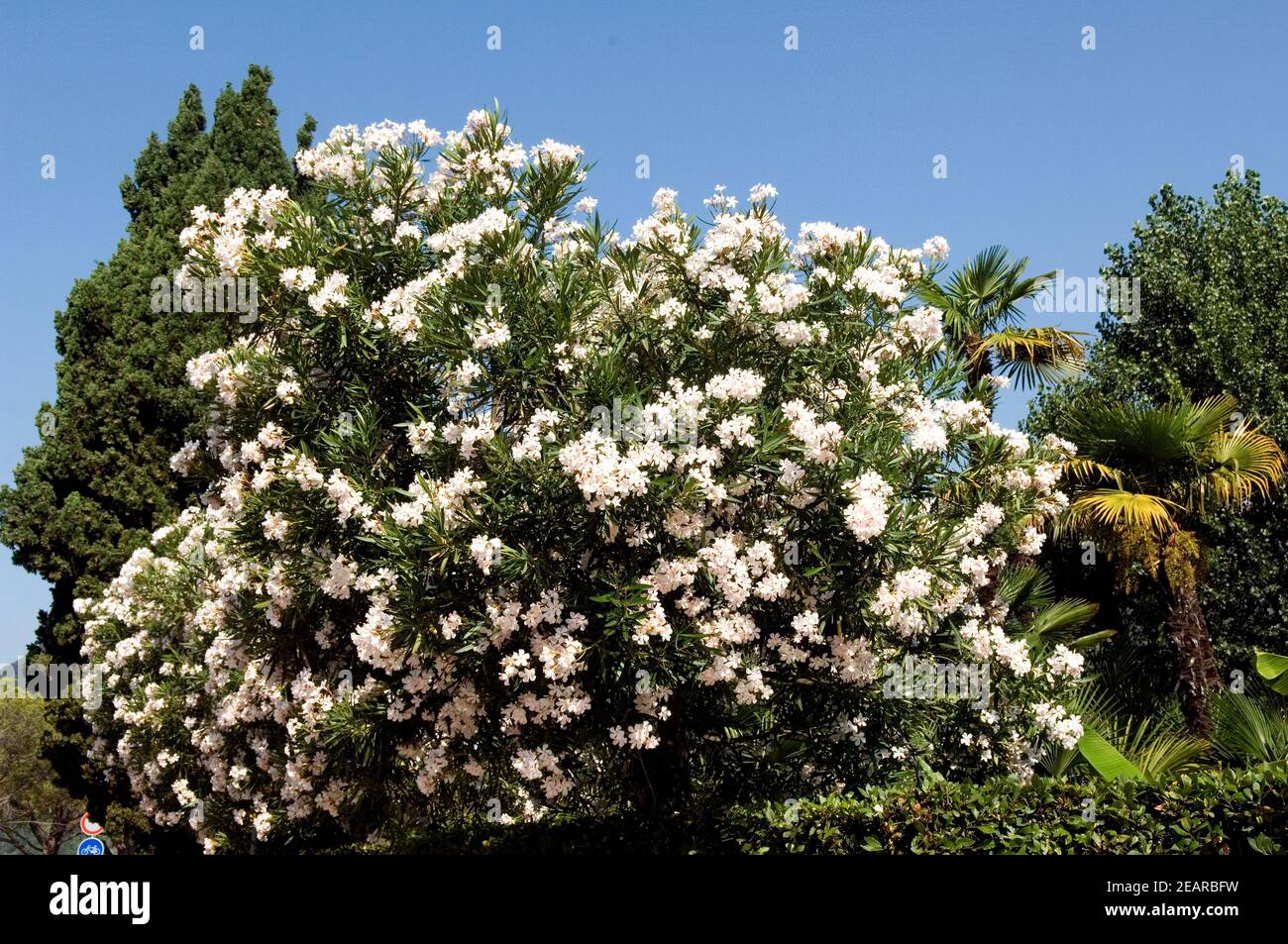 Oleanderbusch Stock Photo