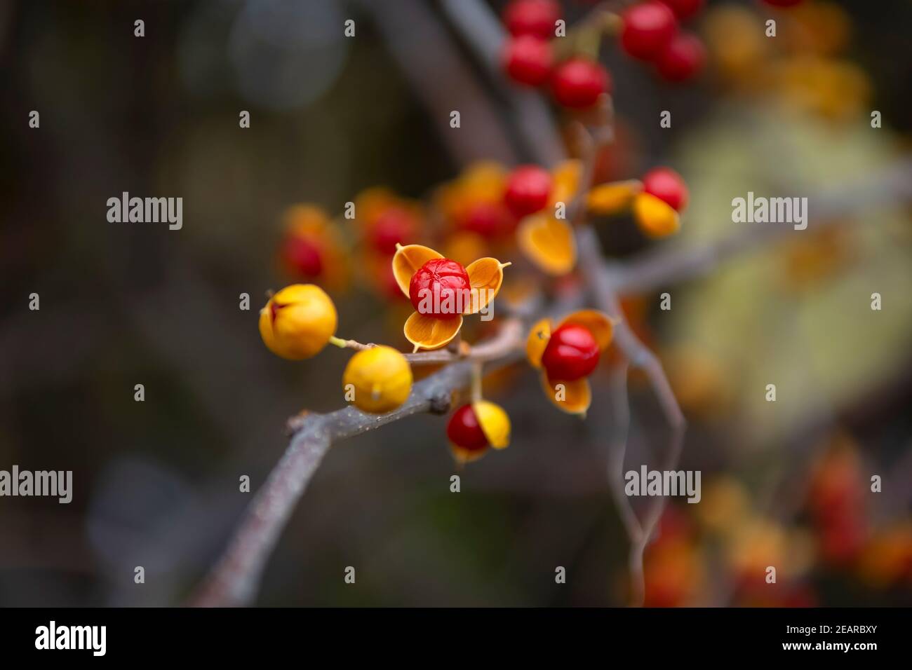 Plant branch with red berries in autumn Stock Photo