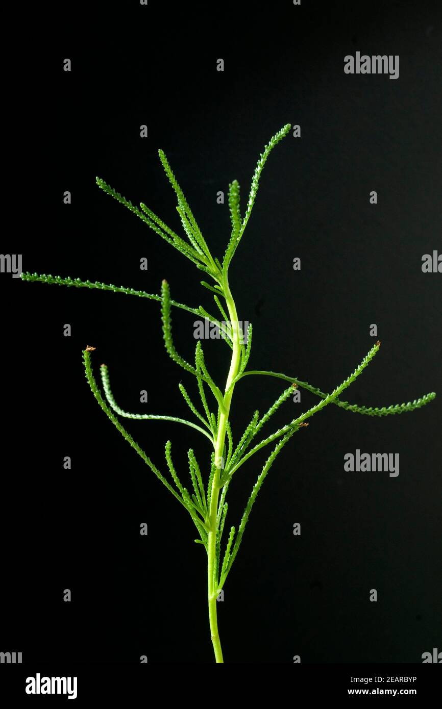 Olivenkraut, Santolina viridis Stock Photo