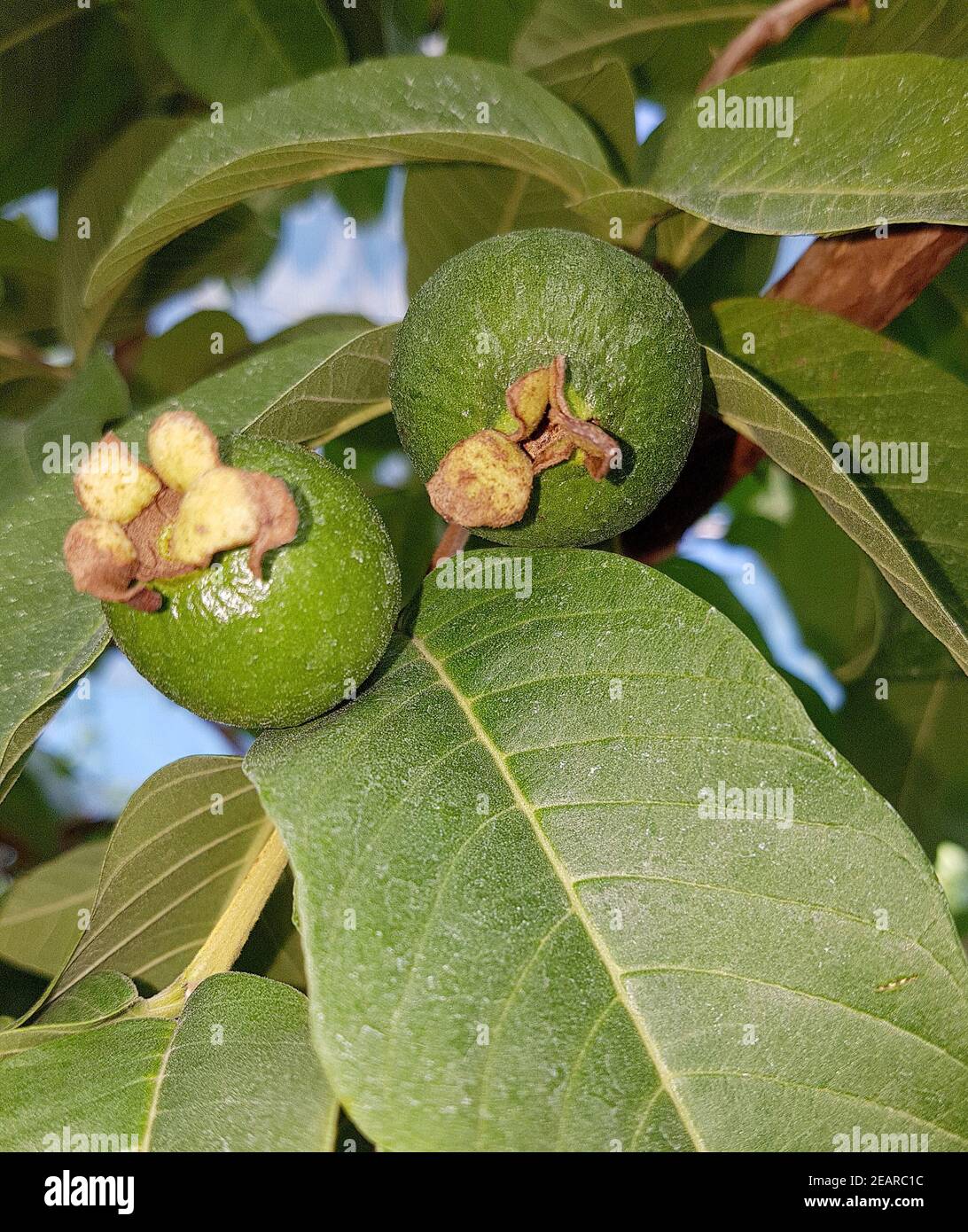 Guave, Echte, Psidium, guajava Stock Photo