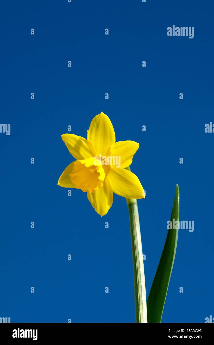 Narzisse, Narcissus, Osterglocke Stock Photo