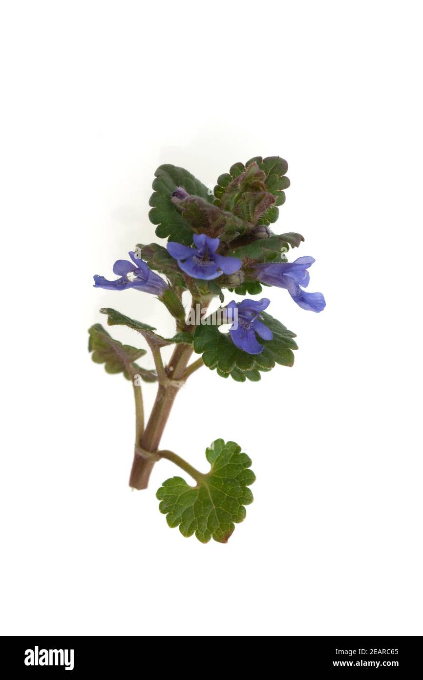 Gundelrebe, Glechoma, hederacea Stock Photo