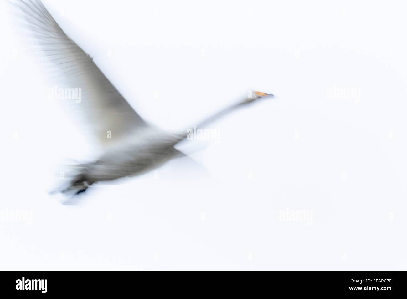 Whooper swan (Cygnus cygnus) in flight, Caerlaverock WWT, Dumfries & Galloway, Scotland, UK Stock Photo