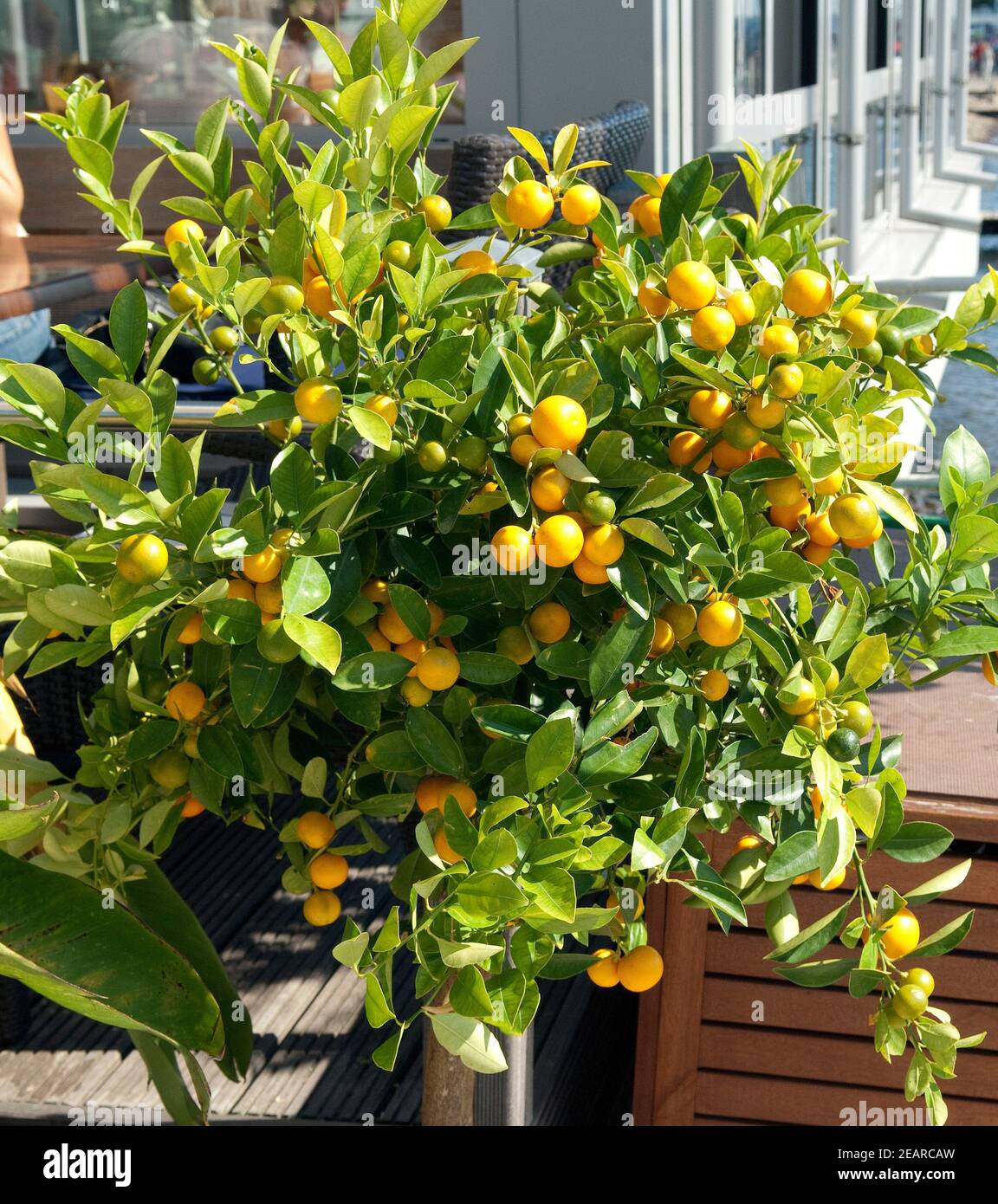 Orangenbaum, Orange, Citrus, sinensis, Stock Photo