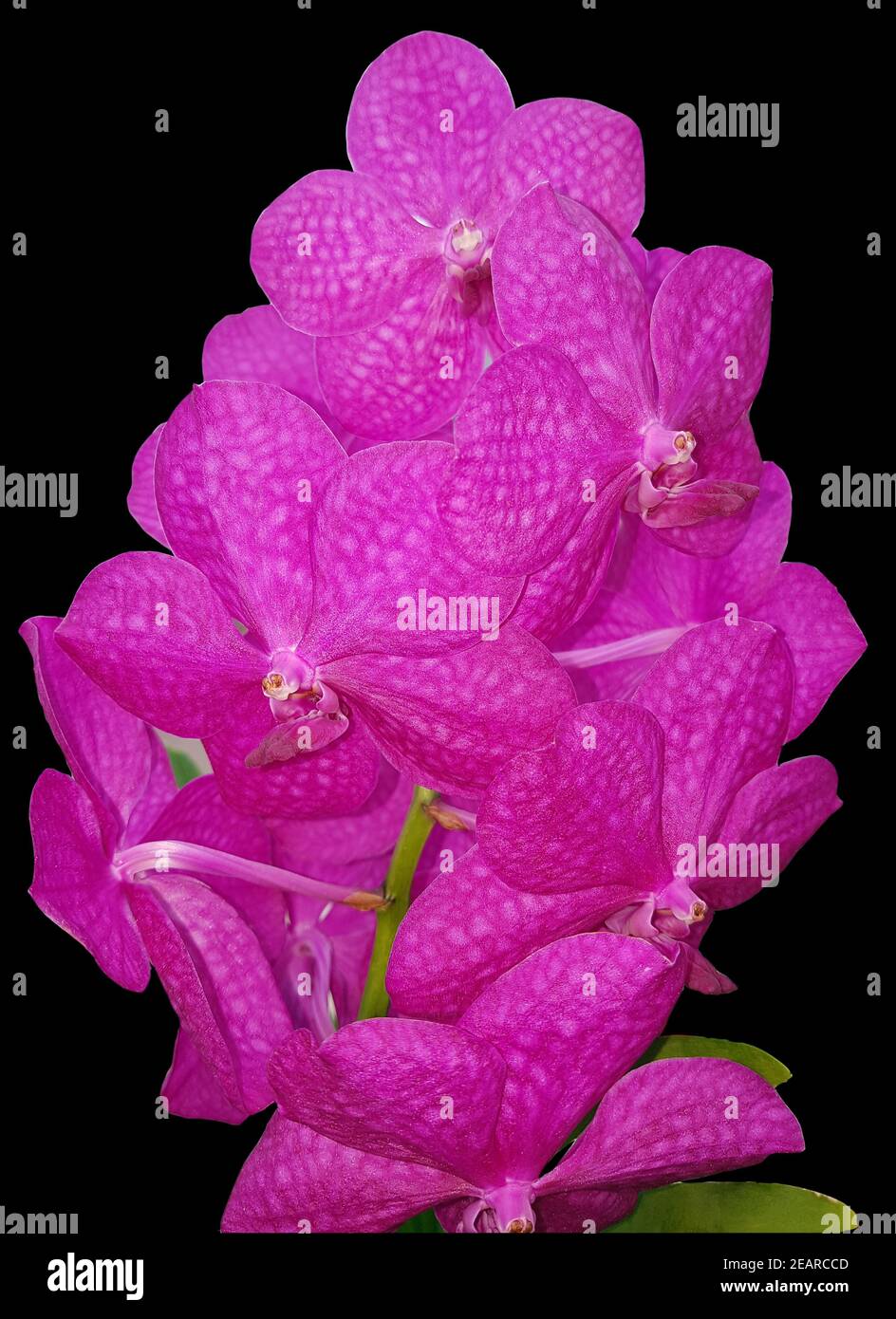 Orchidee, Vanda, Hybride Stock Photo