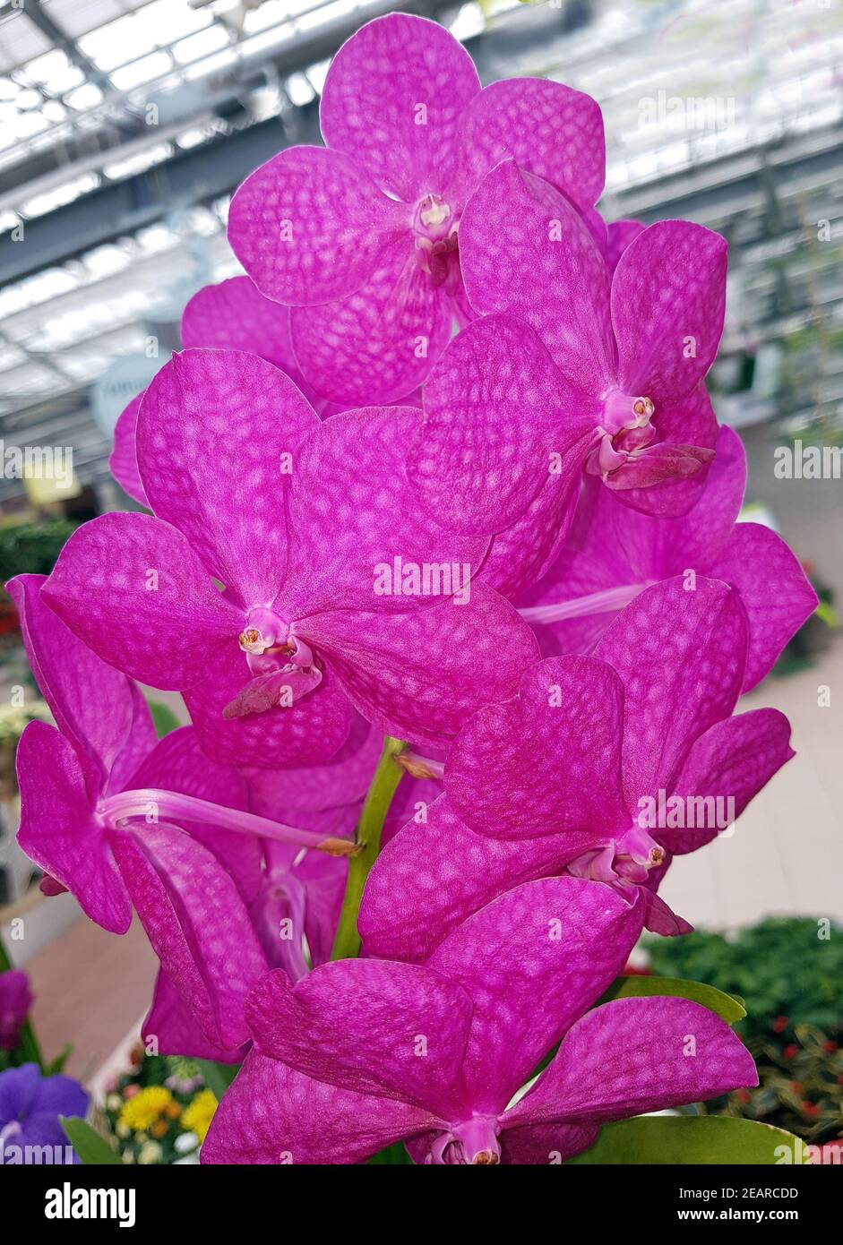 Orchidee, Vanda, Hybride Stock Photo