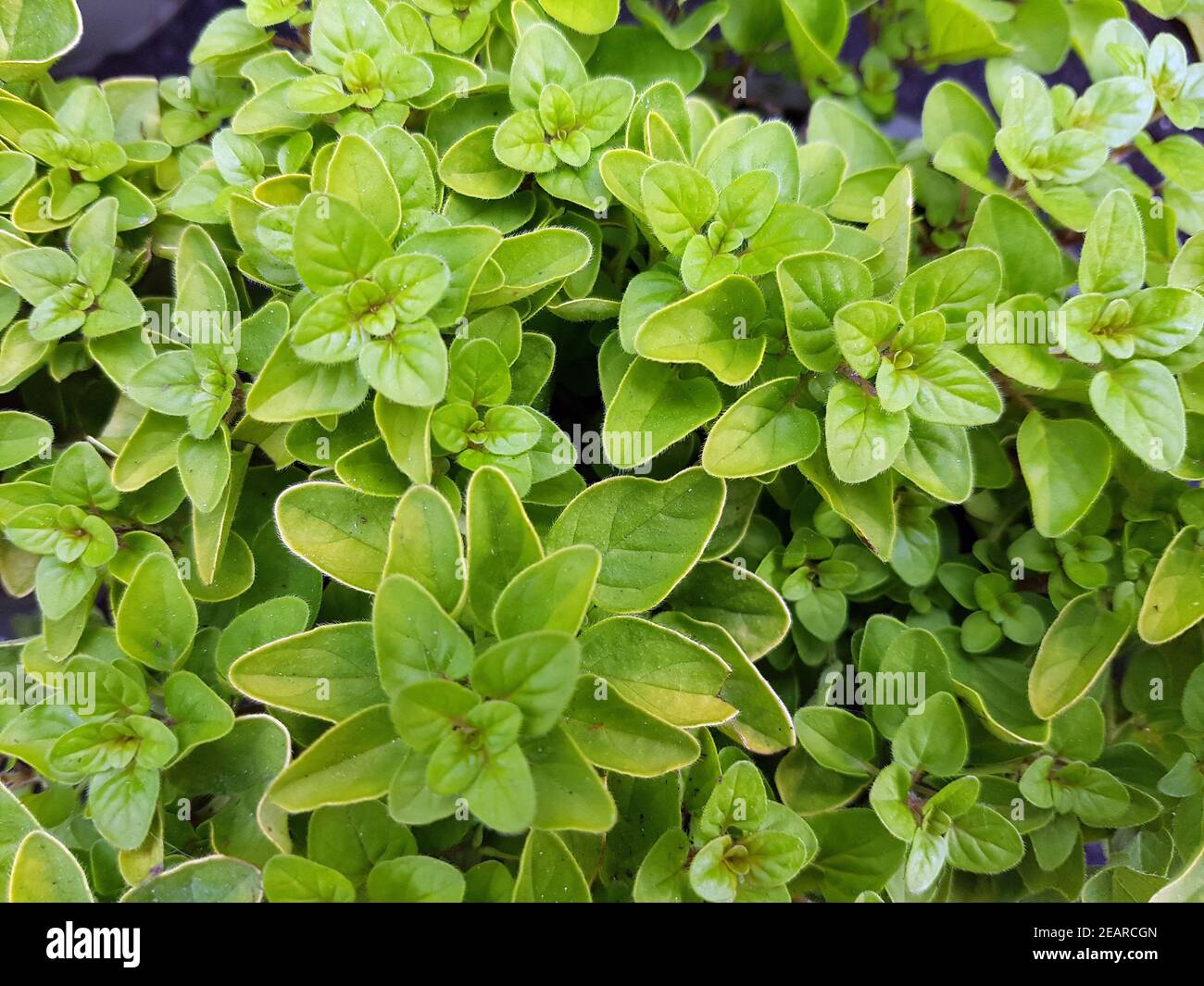 Oreganum, Dost  Origanum, vulgare  Aureum Stock Photo