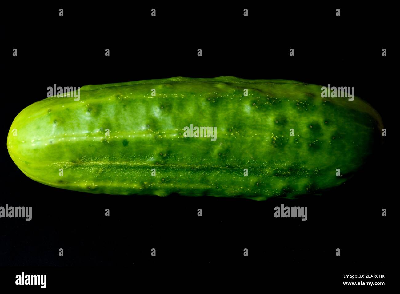 Gurken; Cumumis, sativus; Stock Photo