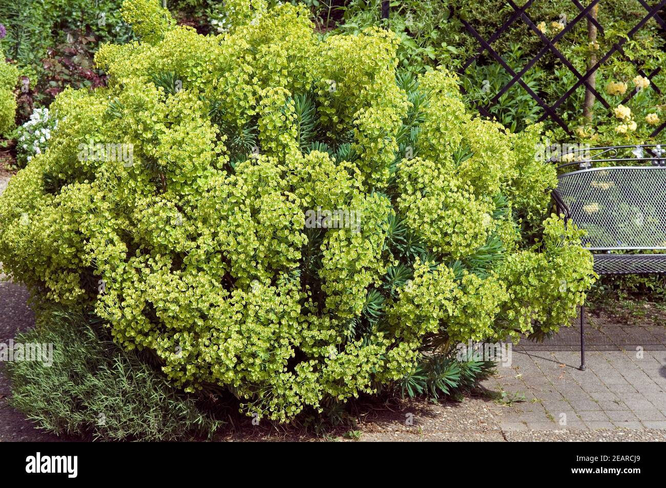 Palisaden-Wolfsmilch  Euphorbia characias Stock Photo