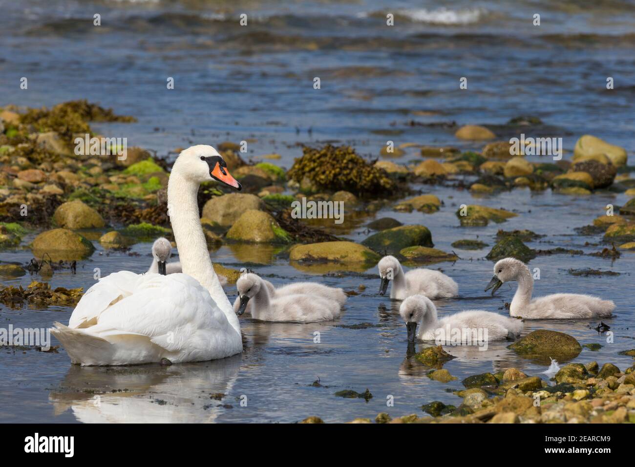 Mute swans (Cygnus olor), Arran., Scotland, UK Stock Photo
