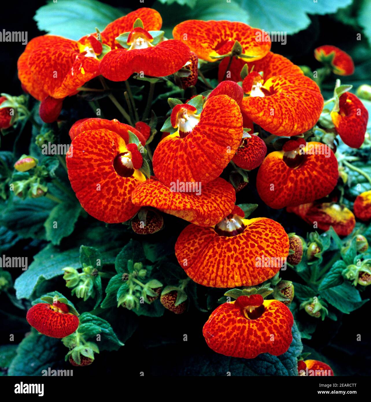 Pantoffelblume, Calceolaria Stock Photo