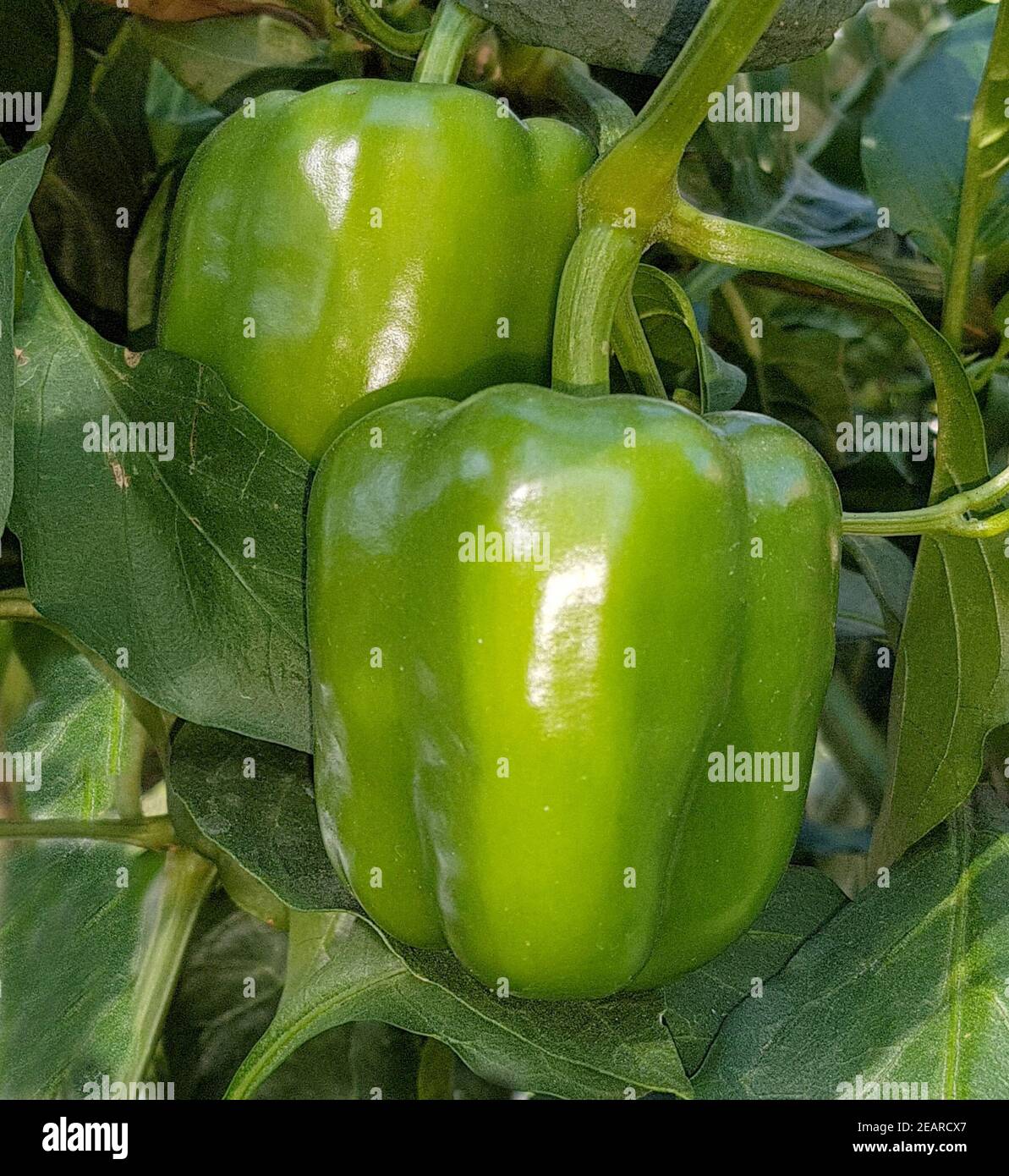 Paprika, Capsicum, annuum Stock Photo Alamy