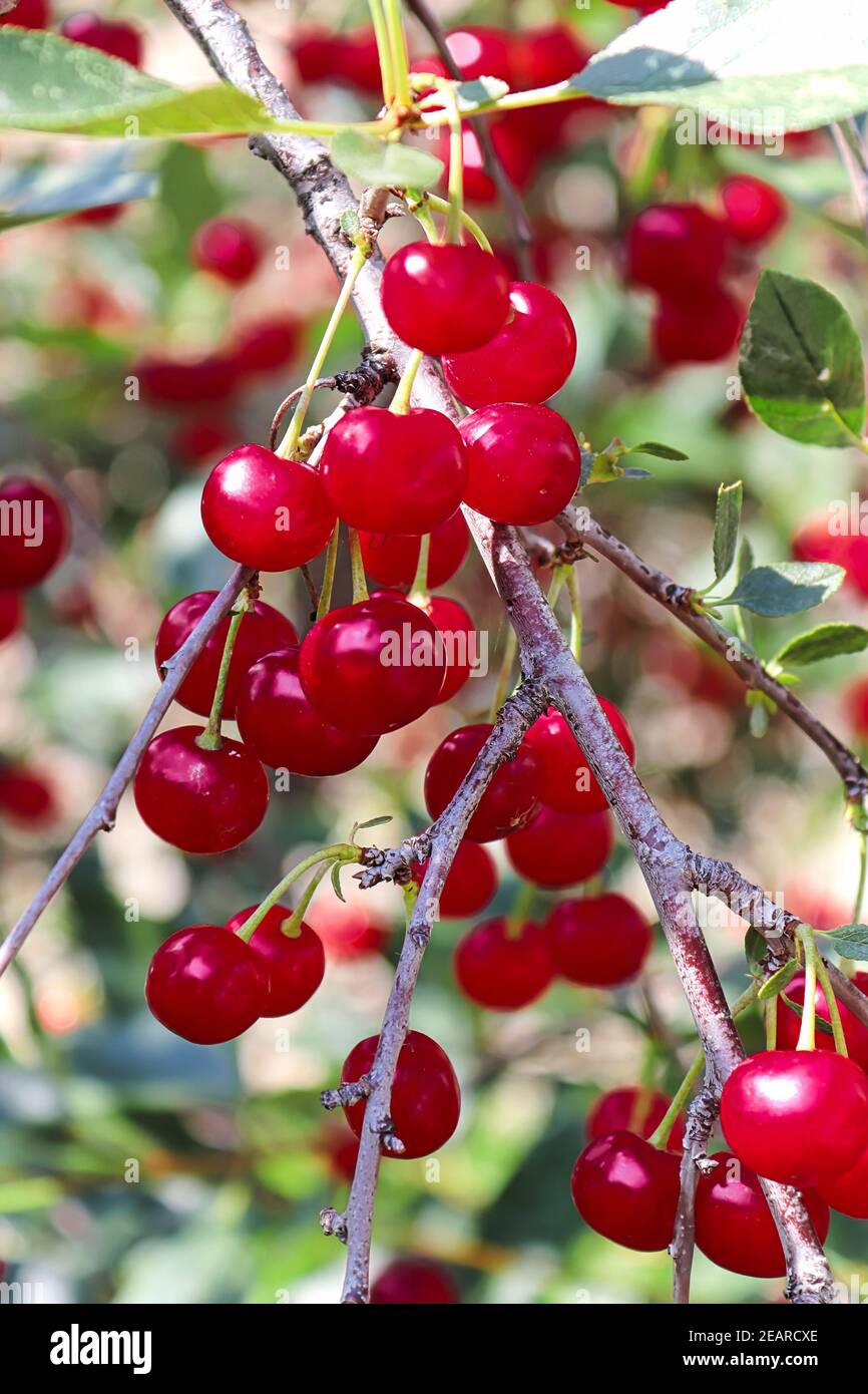 Vertical photo of ripe heavy cherries bending branches Stock Photo - Alamy