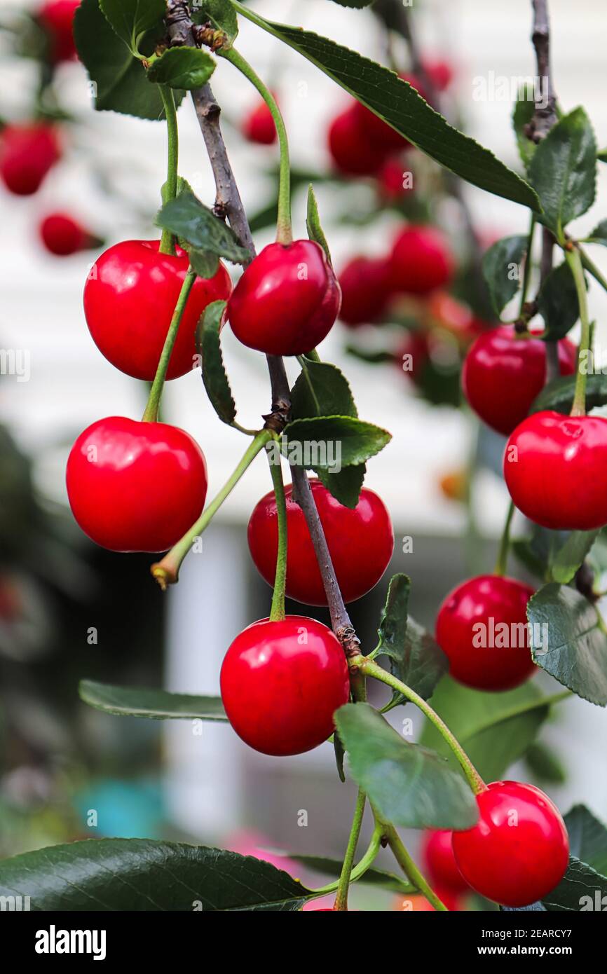 Vertical photo of ripe heavy cherries bending branches Stock Photo - Alamy