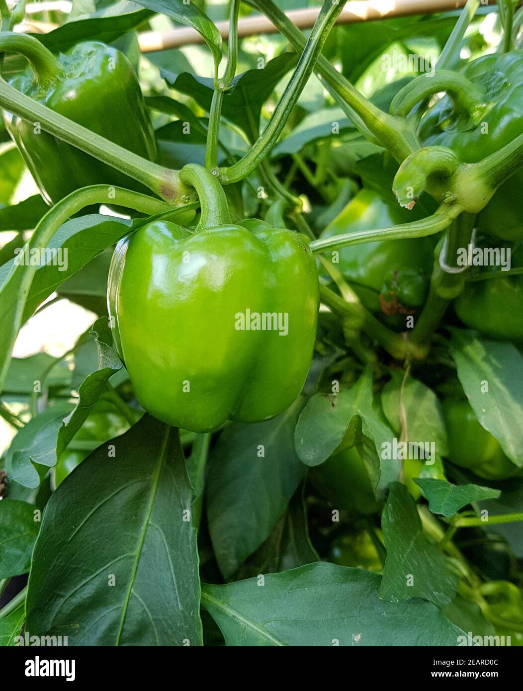 Paprika, Capsicum, annuum Stock Photo Alamy