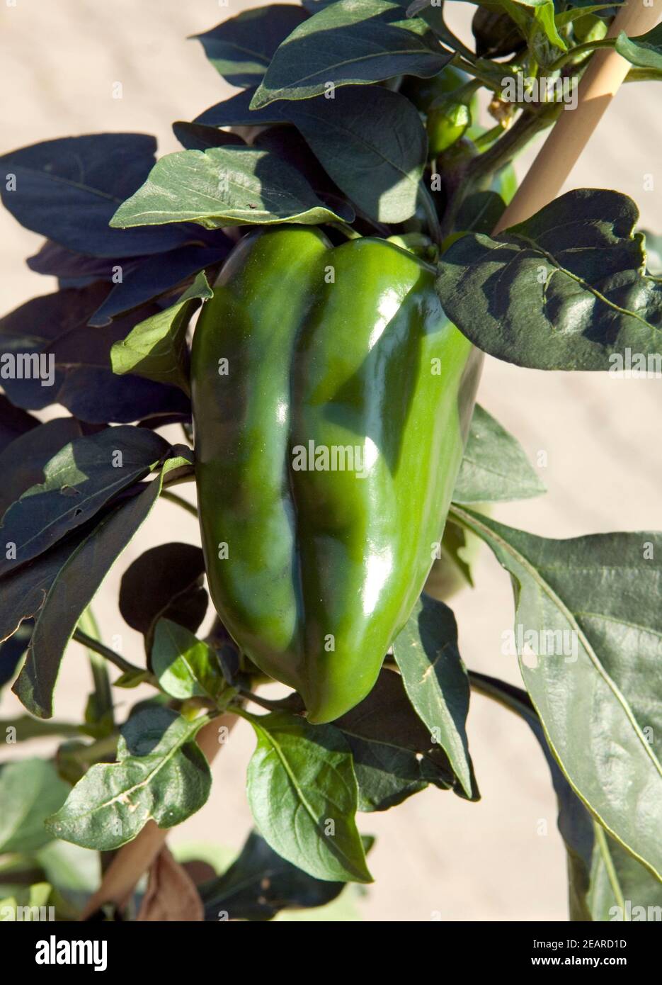 Paprika Capsicum annuum, Gruene Stock Photo Alamy