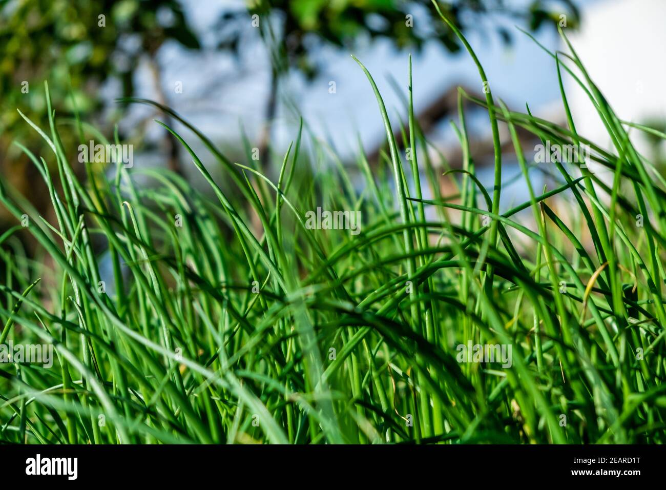 Close up shot of grass hi-res stock photography and images - Alamy