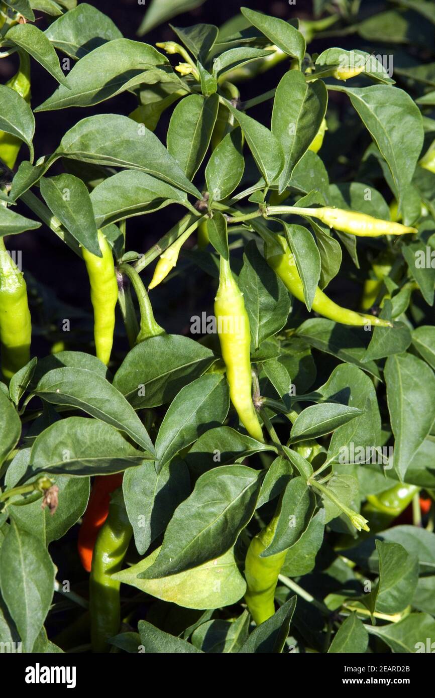 Paprika, Cayenne Stock Photo Alamy