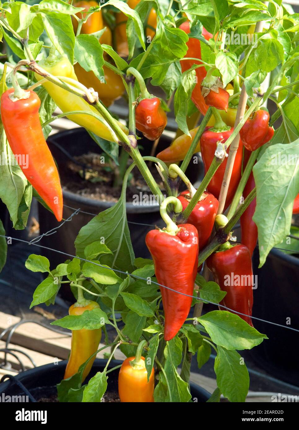 Pritavit hires stock photography and images Alamy