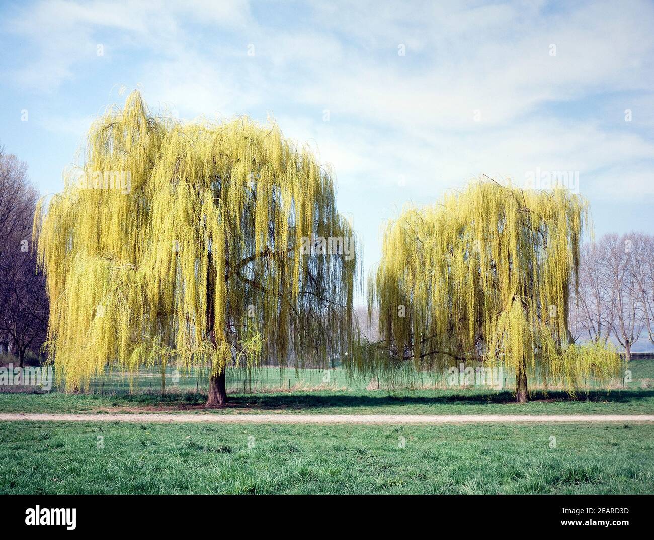 Babylonische trauerweide hires stock photography and images Alamy