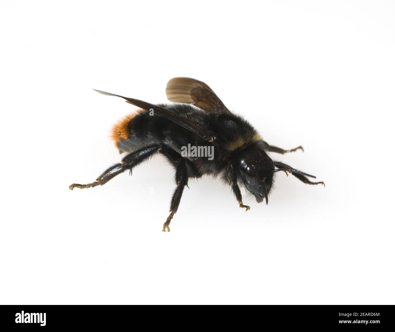 Steinhummel, Bombus lapidarius, Stock Photo