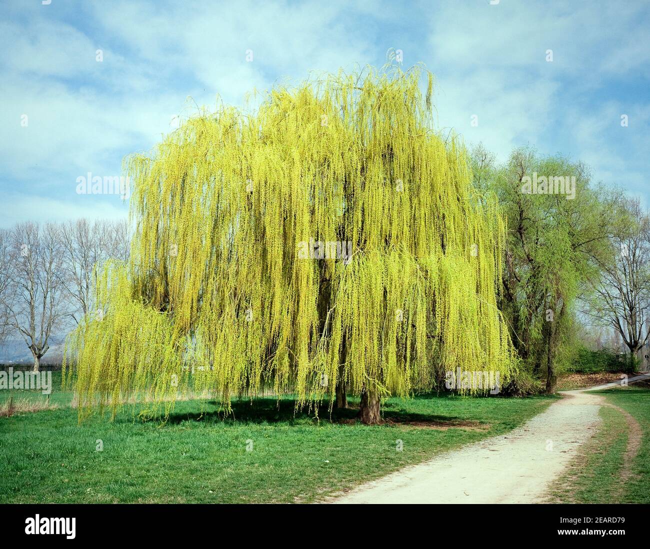 Trauerweiden salix babylonica hires stock photography and images Alamy