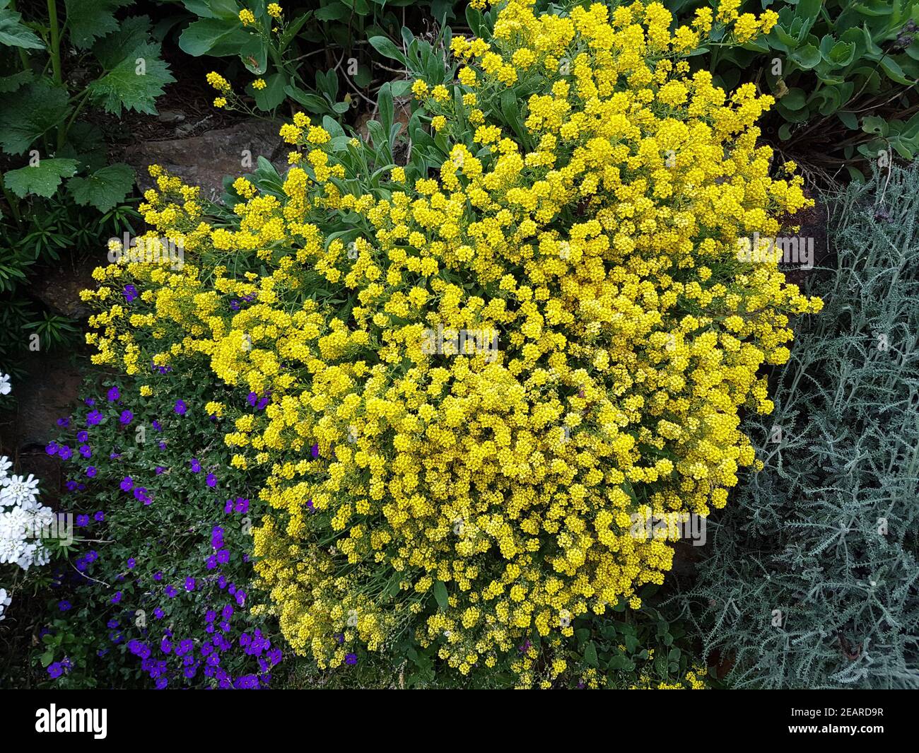 Steinkraut  Trockenmauer  Kreuzbluetler  Golden  Alyssum  saxatile Stock Photo