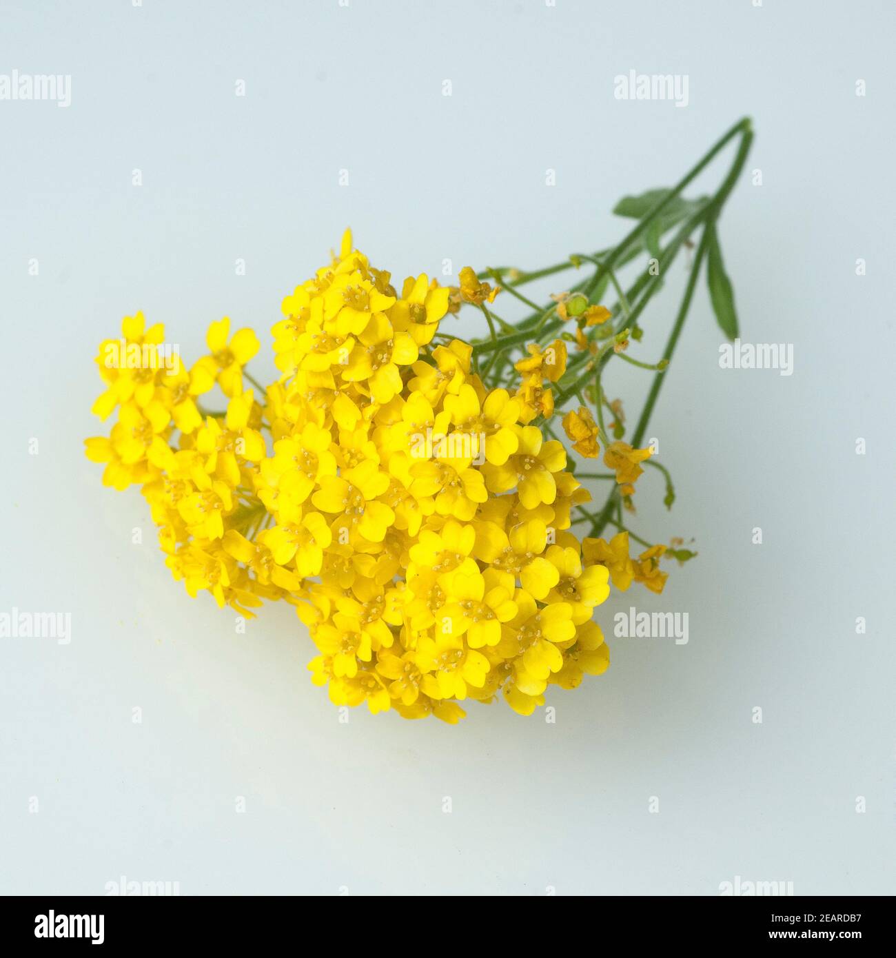 Alyssum saxatile hi-res stock photography and images - Alamy