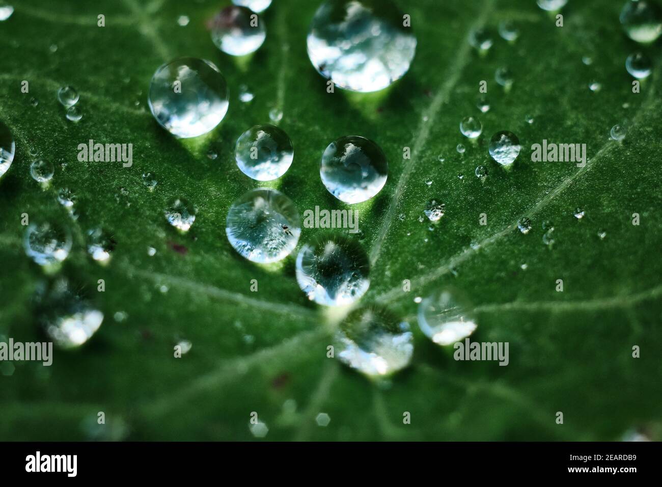 Glimmering Water Droplets on Green Leaf After Rainstorm Stock Photo
