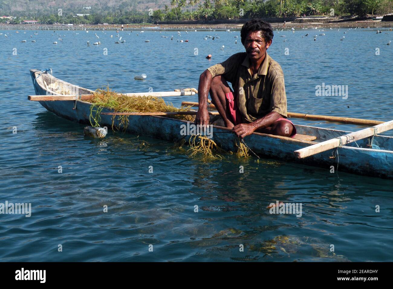 Cultivation and harvest of agar agar algae, Island Alor, Indonesia Stock Photo