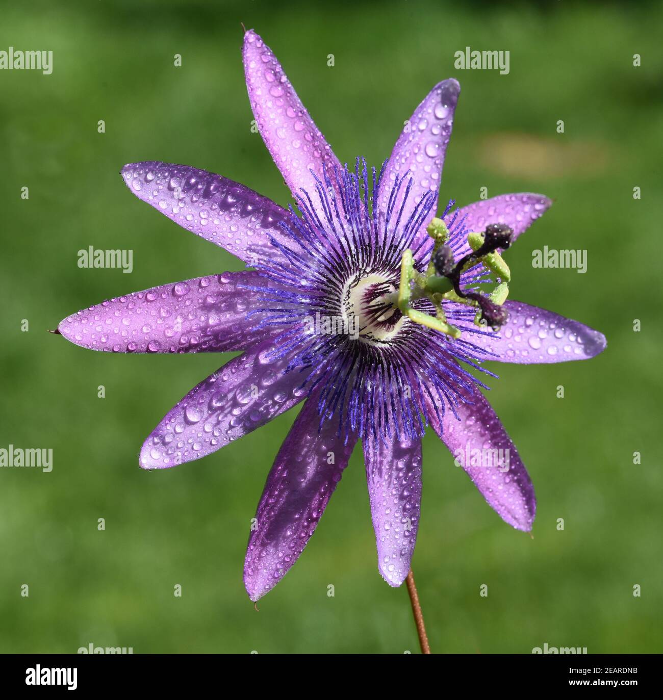 Passionsblume, Passiflora Violacea Stock Photo