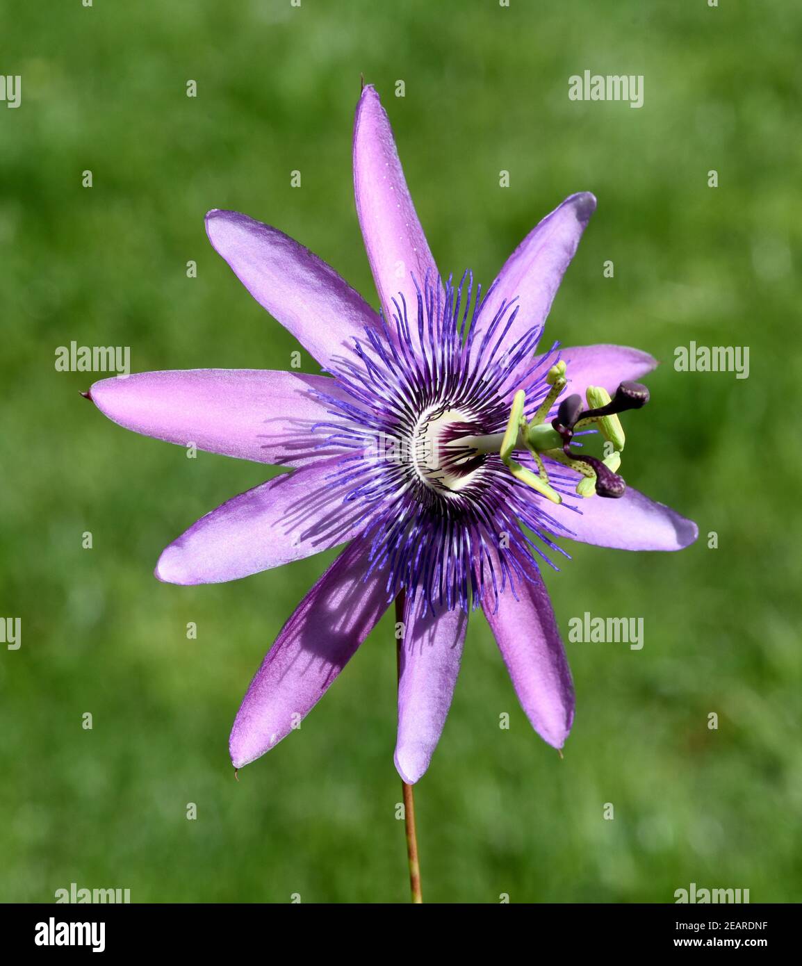Passionsblume, Passiflora Violacea Stock Photo