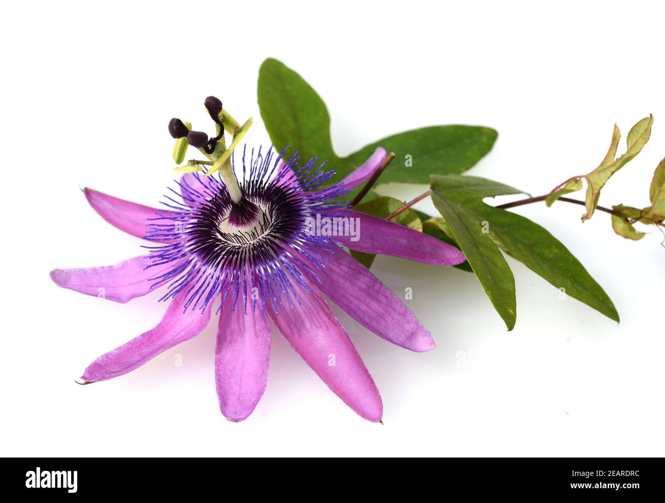 Passiflora violacea  Violette  Passionsblume Stock Photo