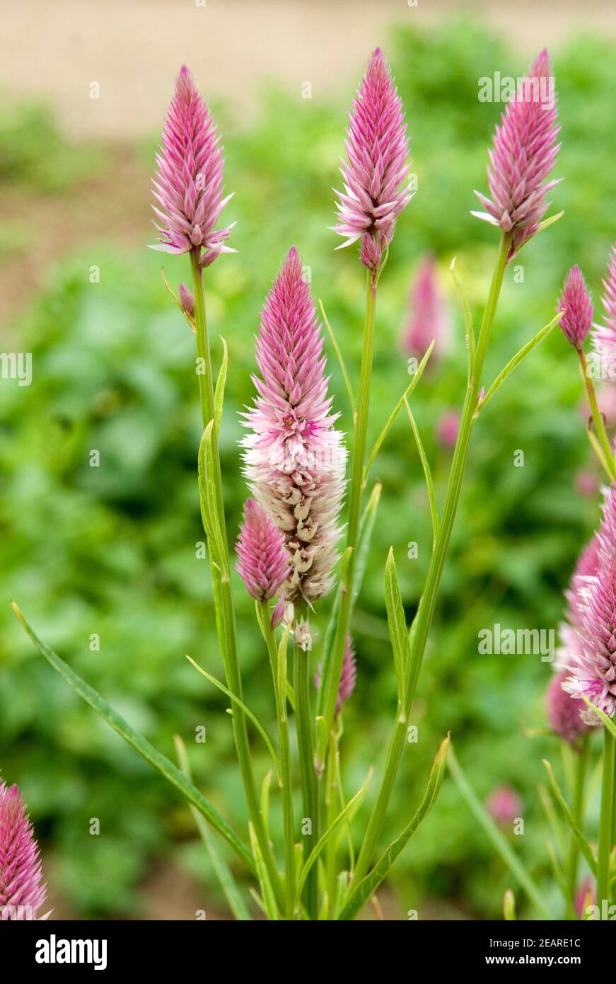 Rosa hahnenkamm pflanze hires stock photography and images Alamy