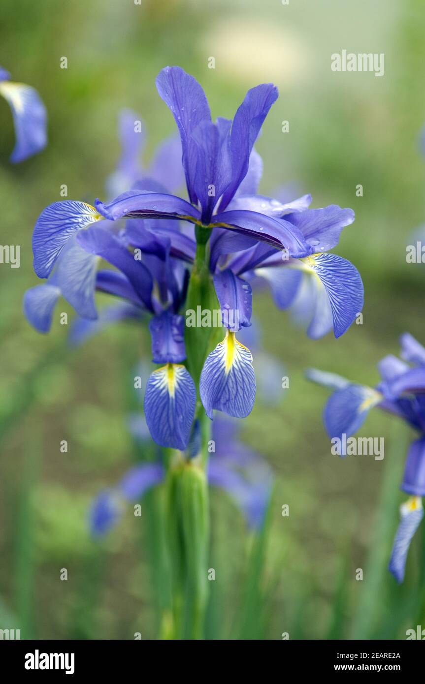 Steppen-Schwertlilie  Iris spuria Stock Photo