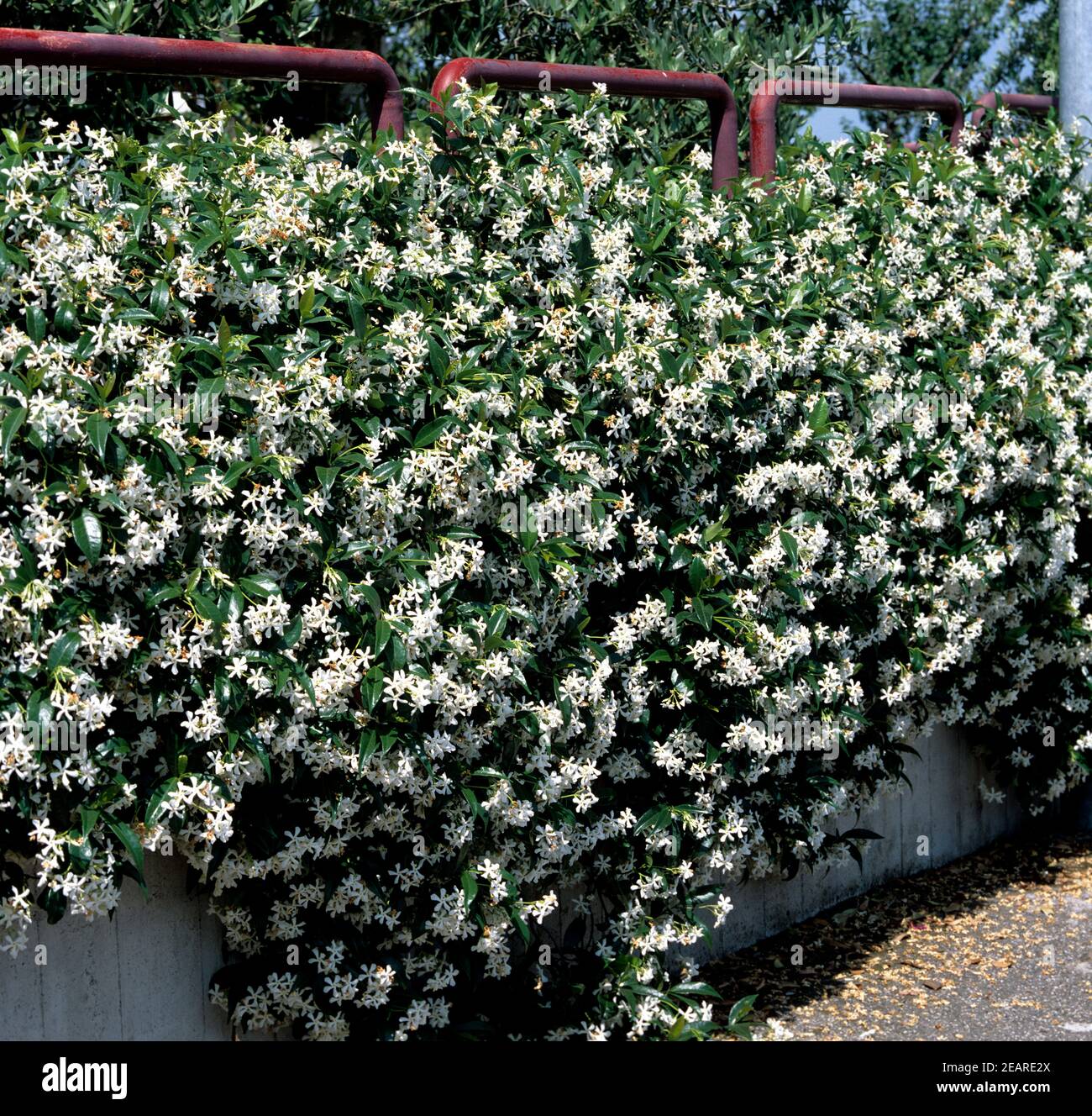Sternjasmin, Trachelospermum jasmoides Stock Photo
