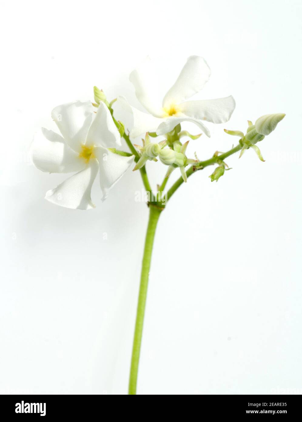 Sternjasmin; Trachelospermum jasmoides Stock Photo